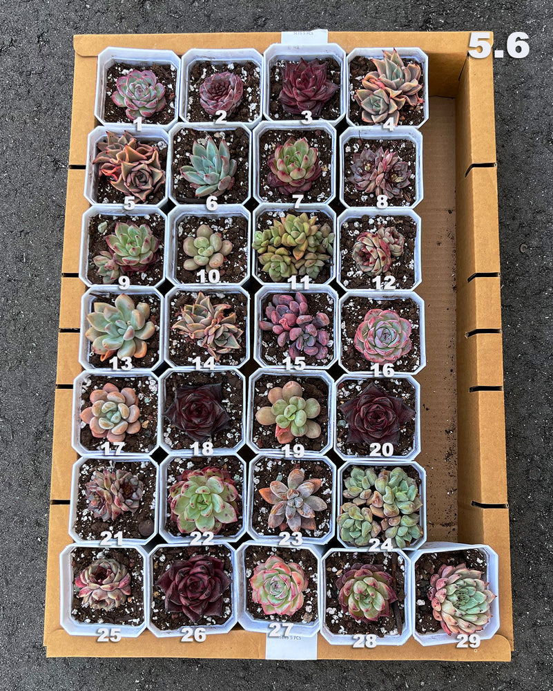 5.6 Hybrid Rare Succulents One-of-Kind