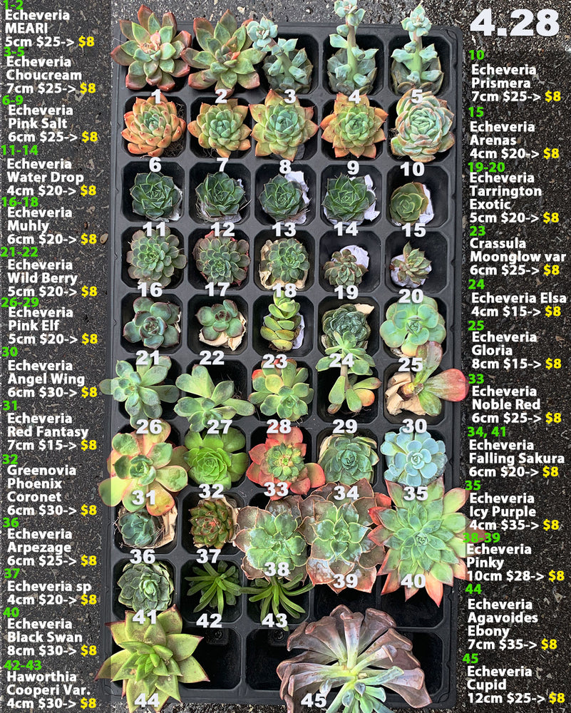 4.28 Discounted Korean Rare Succulents One-of-Kind