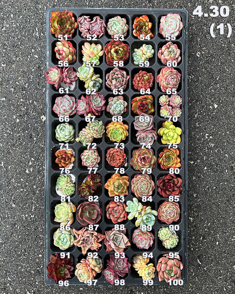 4.30 (1) Hybrid Rare Succulents One-of-Kind