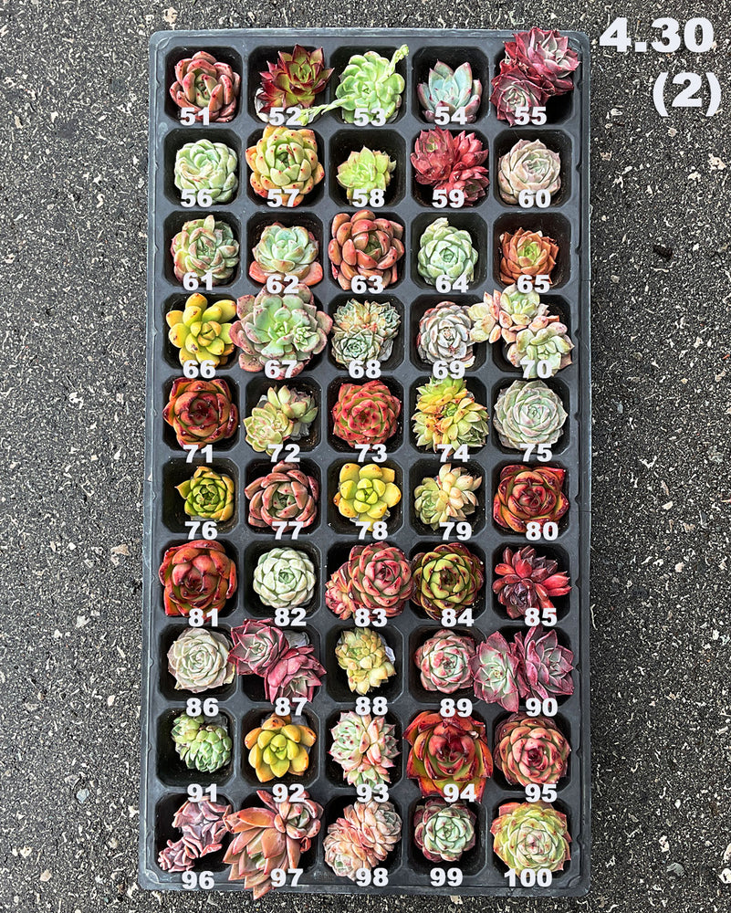 4.30(2) Hybrid Rare Succulents One-of-Kind