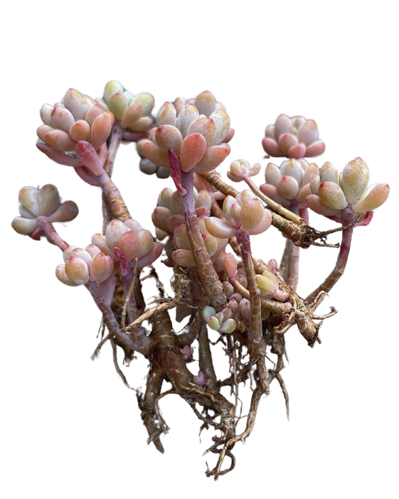 Echeveria Amoena Microcalyx Toronto's 5-star Bestseller nursery store selected local & Korean rare succulents; houseplants, indoor plants, selected handmade planters with a drainage hole, pots, bonsai pots, produced by ourselves, wholesale.