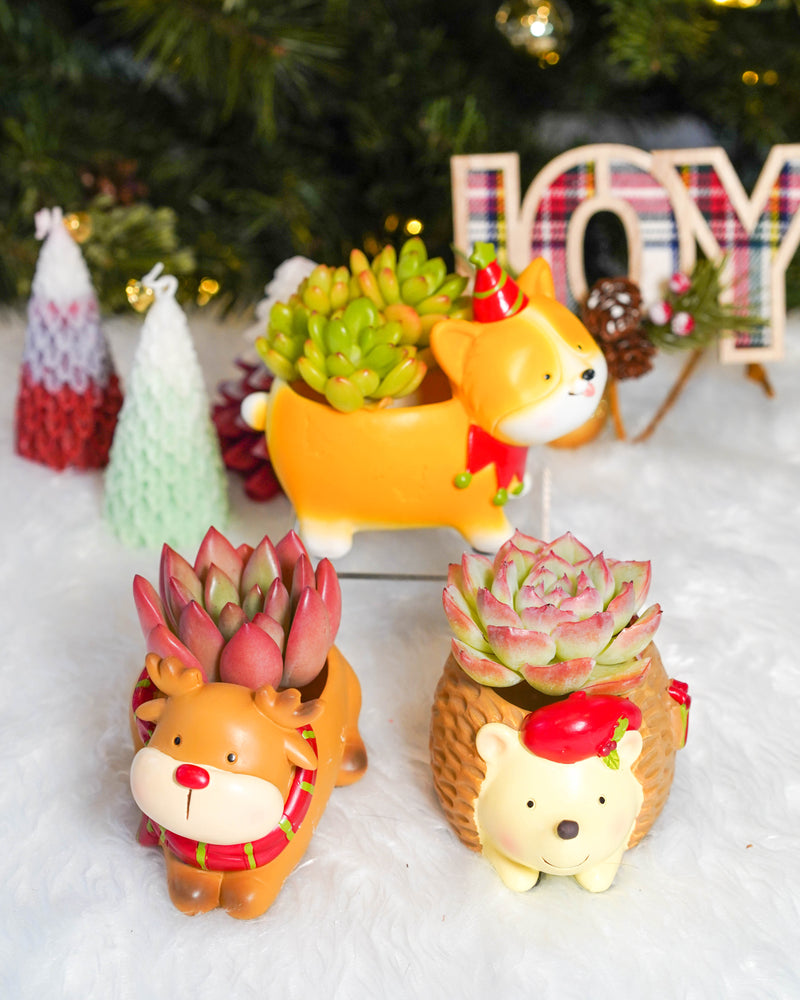 Festive Joy Christmas - $20 Gift Set
