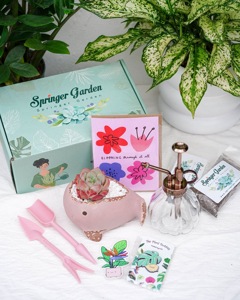 "Love Will Grow" Premium Korean-Succulent Gift Box