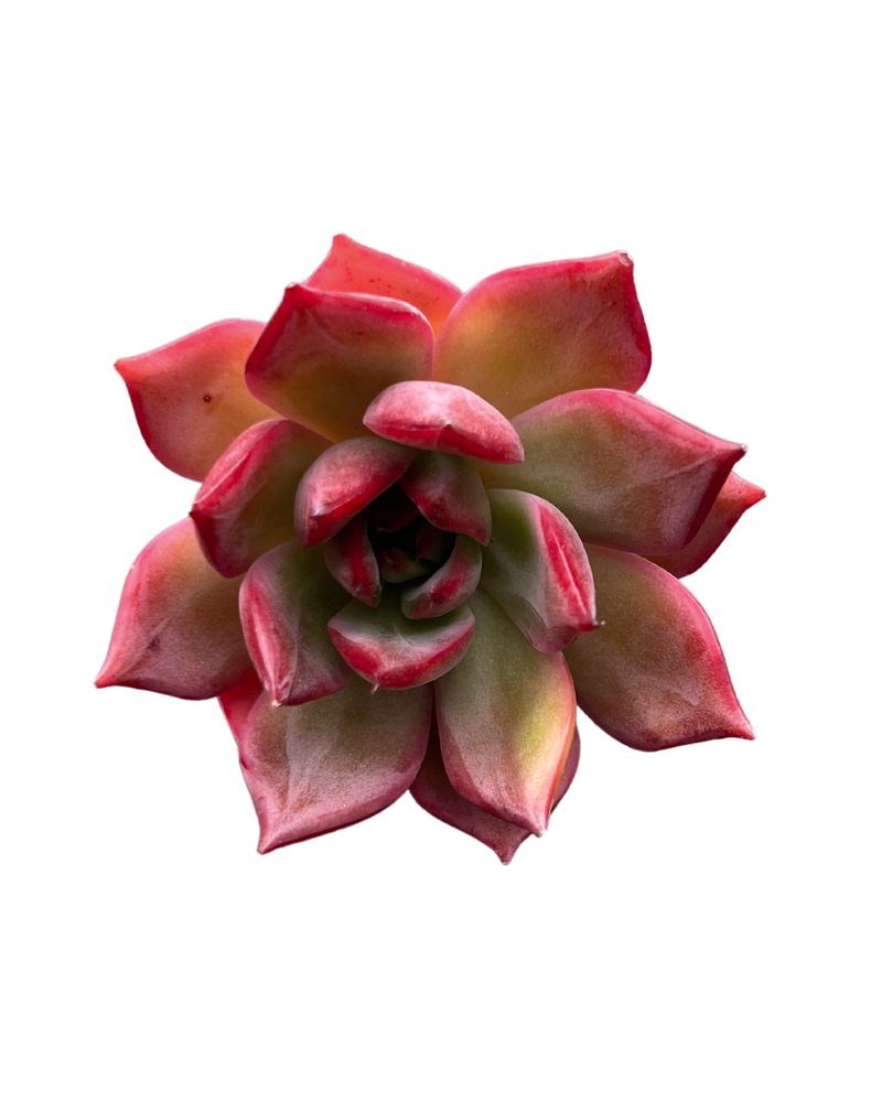 Echeveria Bouquet