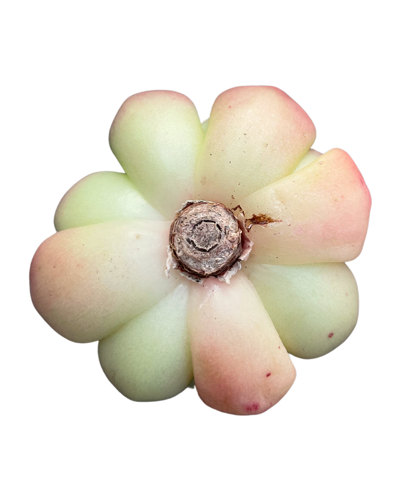Echeveria Champagne Toronto's 5-star Bestseller nursery store selected local & Korean rare succulents; houseplants, indoor plants, selected handmade planters with a drainage hole, pots, bonsai pots, produced by ourselves, wholesale. Handmade/Glazed/Table Decor/Indoor Decor/Tabletop Planter