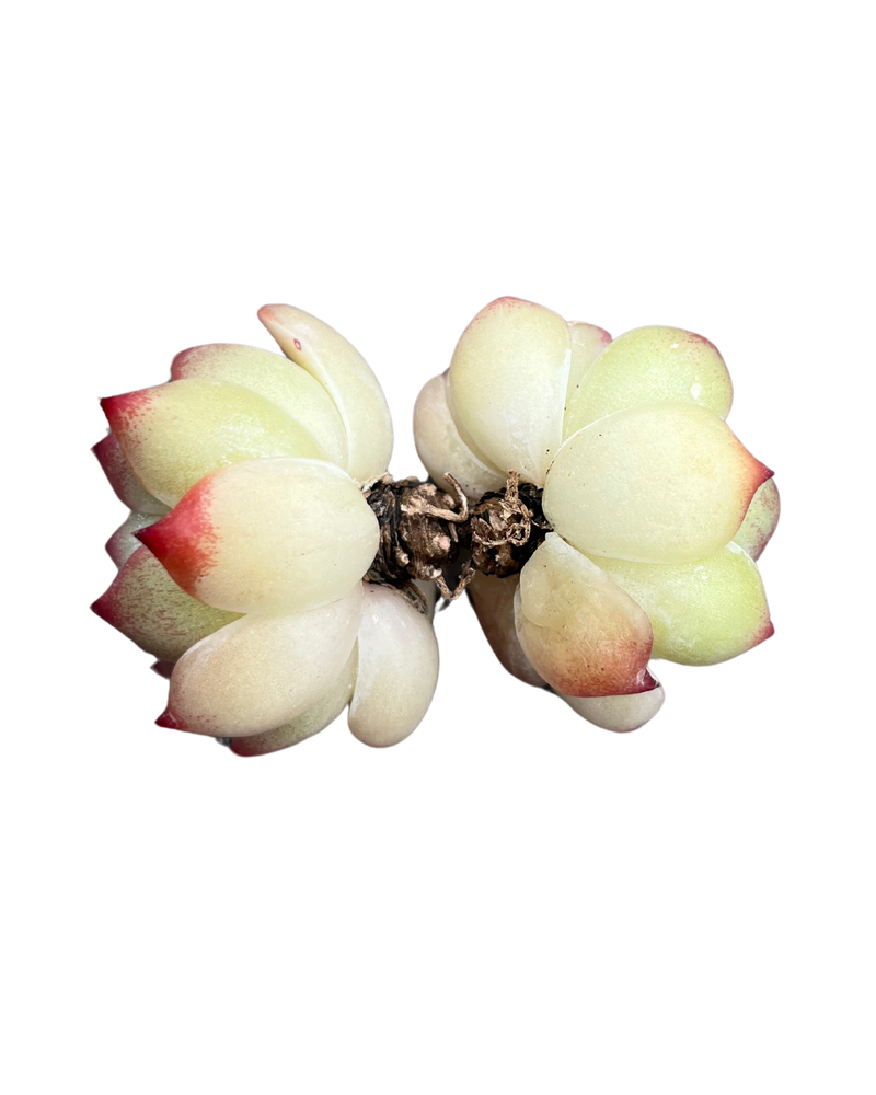 Echeveria Chihuahuaensis