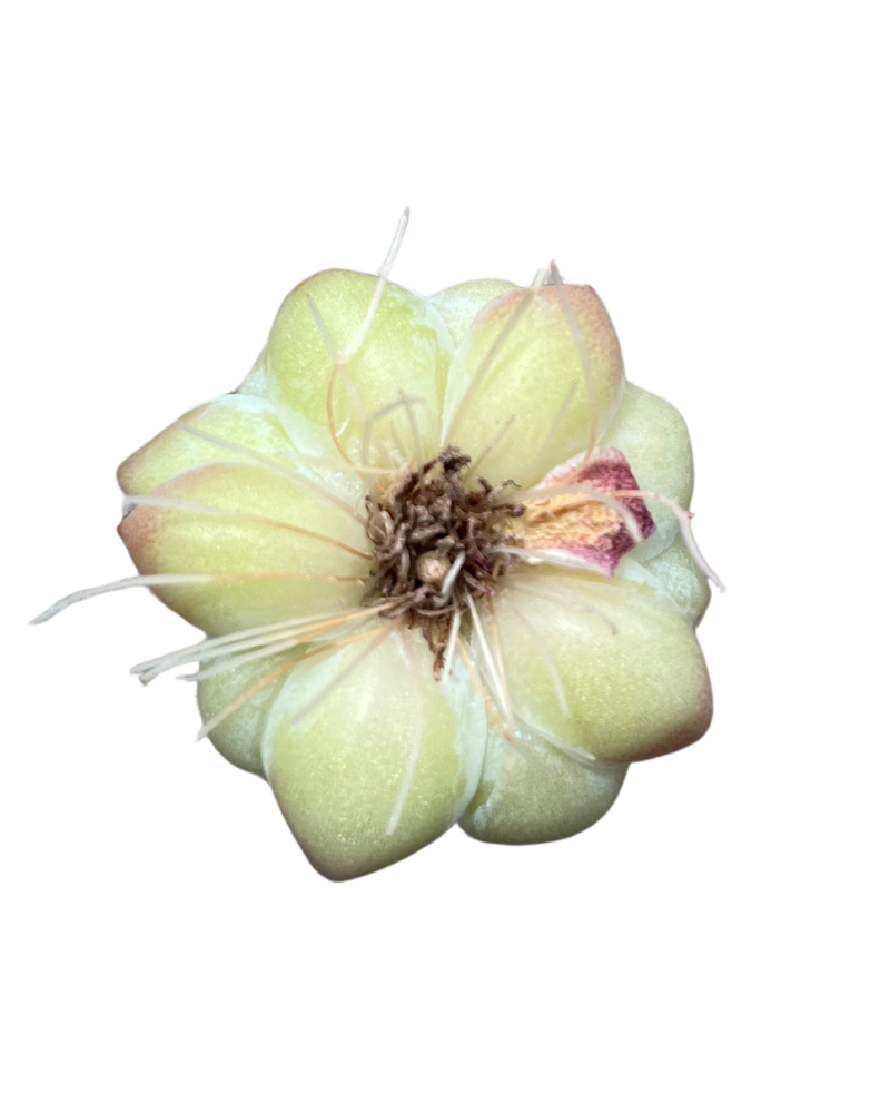 Echeveria Queen's Rose
