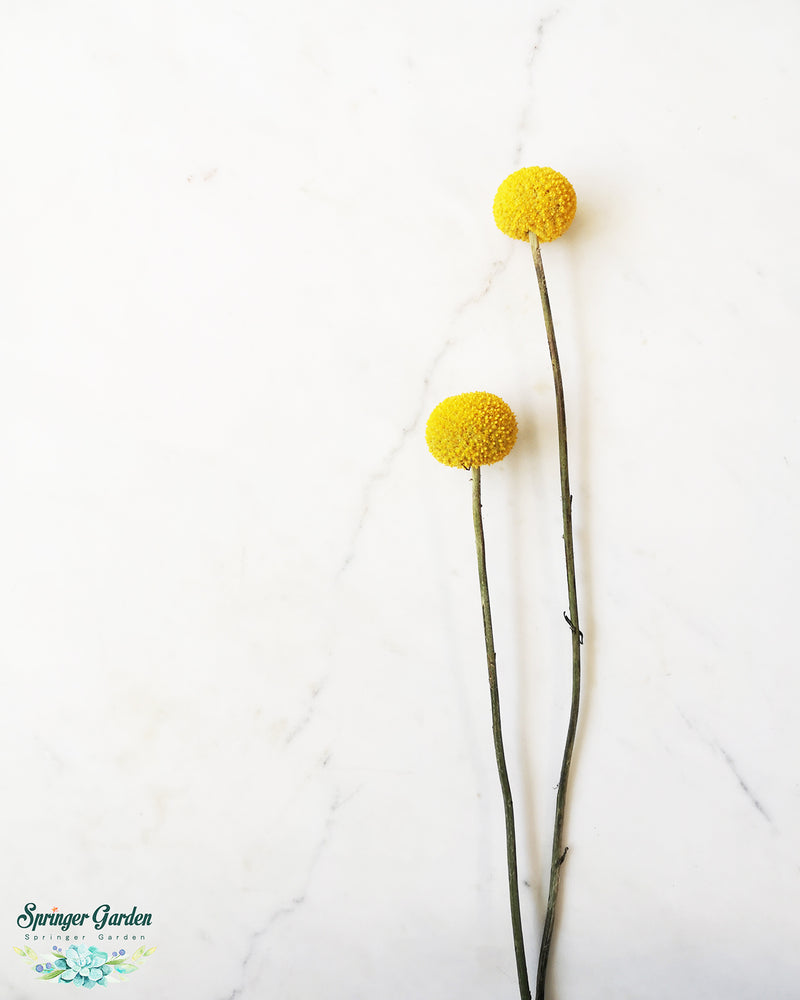 Craspedia globosa, also known as drumstick flower or Billy Buttons, produces a golden-yellow display of spherical flowers that often reach the size of tennis balls. ... Drumstick flowers are grown as perennials in U.S. Department of Agriculture plant hardiness zones 8 through 11, and as annuals elsewhere.