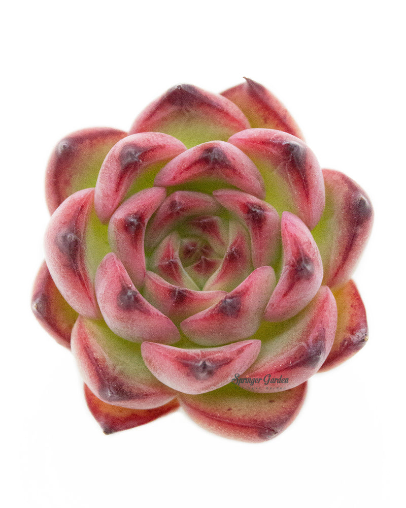 Echeveria Fire Pillar Toronto's 5-star Bestseller nursery store selected local & Korean rare succulents; houseplants, indoor plants, selected handmade planters with a drainage hole, pots, bonsai pots, produced by ourselves, wholesale. Handmade/Glazed/Table Decor/Indoor Decor/Tabletop Planter