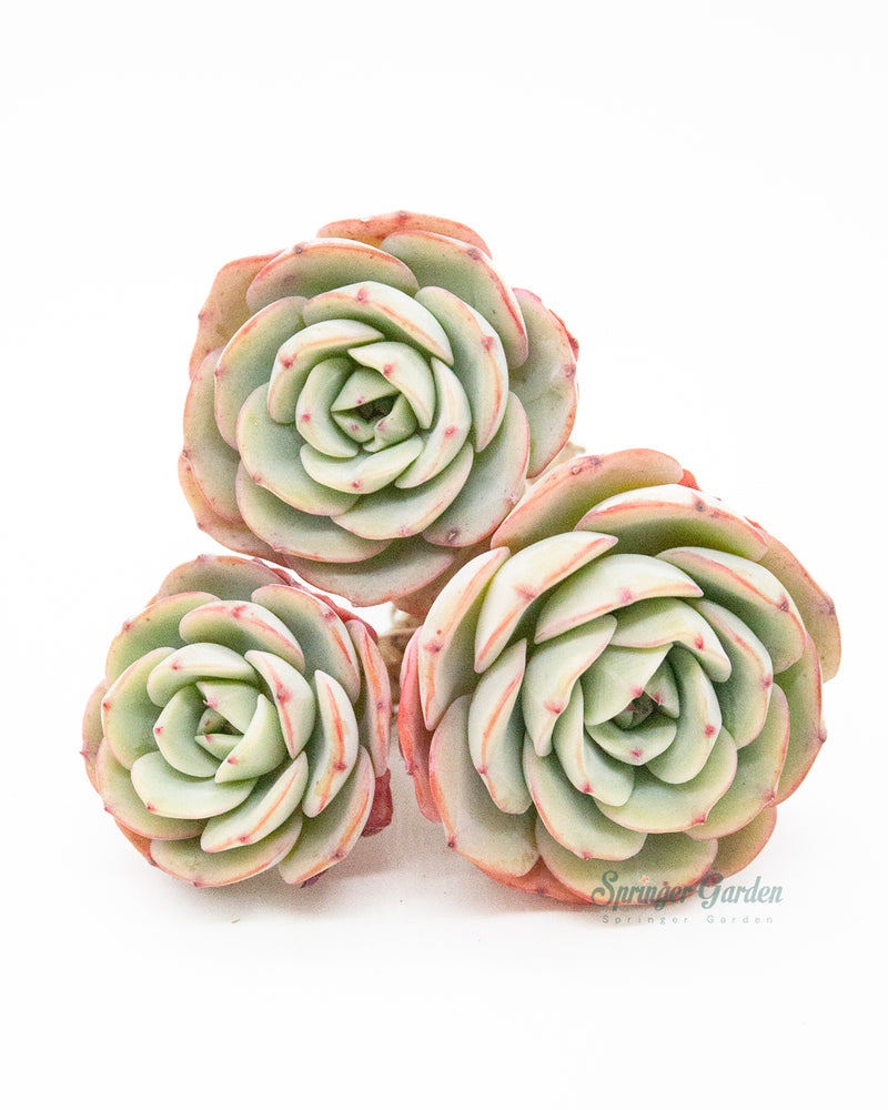 Echeveria Atlantis Toronto's 5-star Bestseller nursery store selected local & Korean rare succulents; houseplants, indoor plants, selected handmade planters with a drainage hole, pots, bonsai pots, produced by ourselves, wholesale.