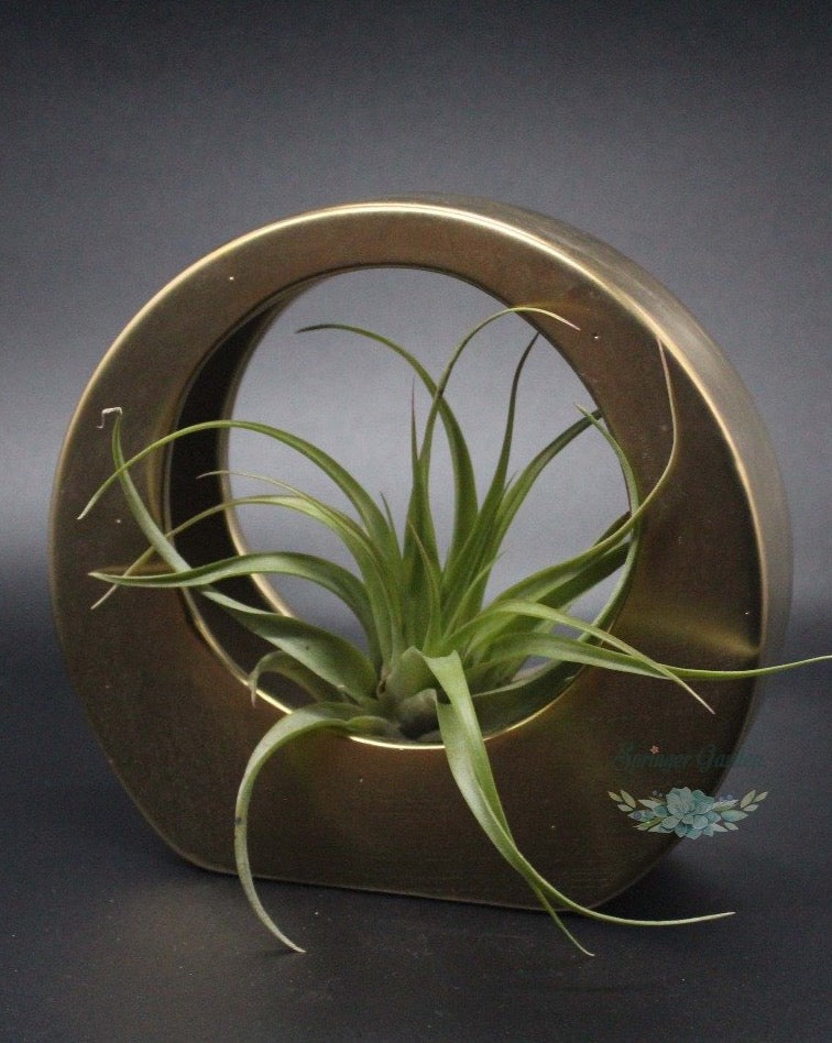 Succulent Planter/ Succulent Pot / Table Decor / Indoor Decor / Wedding Gift  Rare and unusual living succulents and cactus