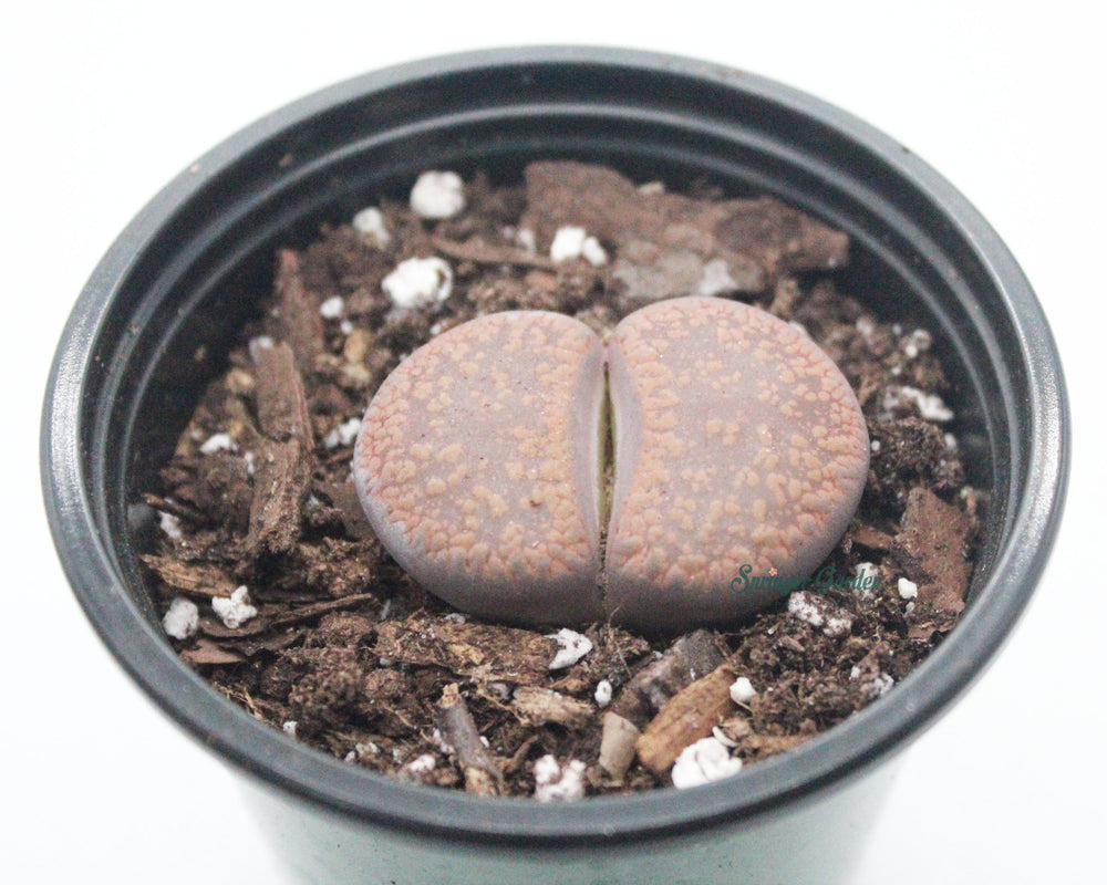 Lithops Assorted Colours