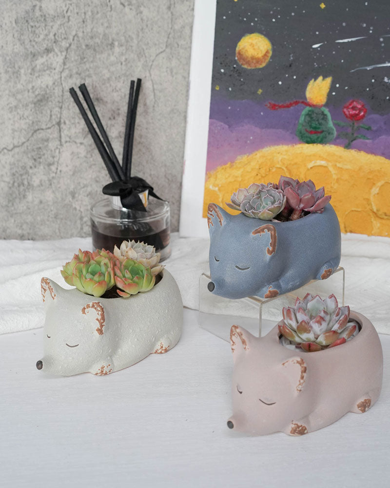 Succulent Assortment with Animal Planters