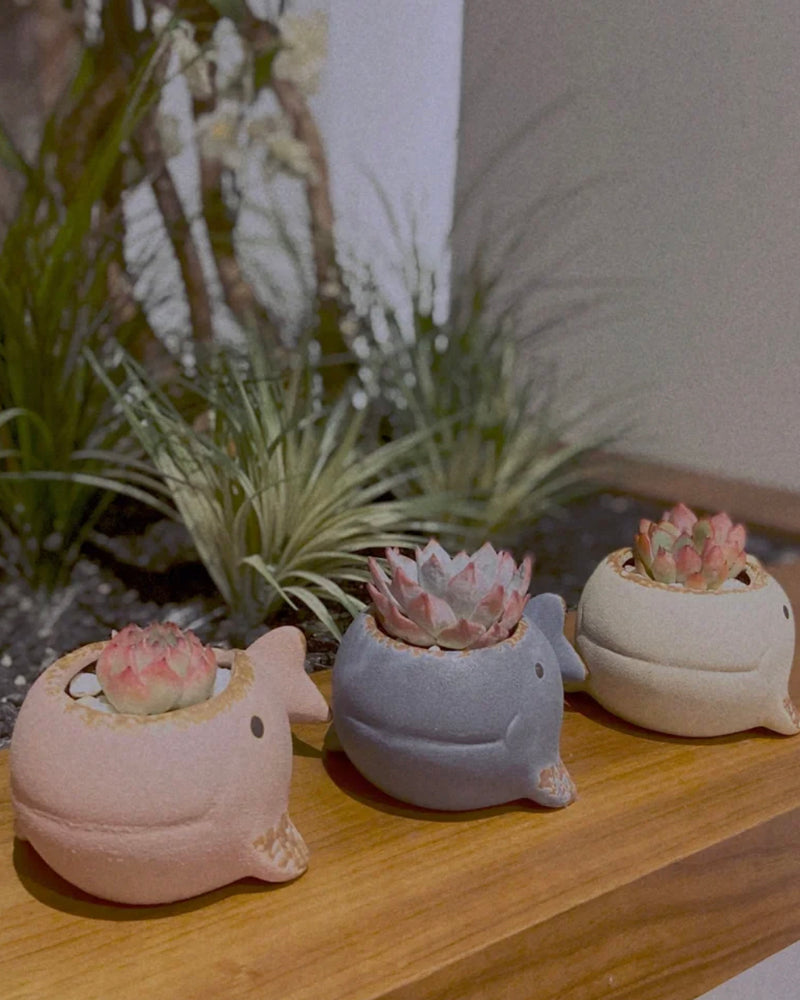 Succulent Assortment with Whale Planters