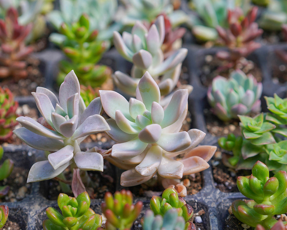 Toronto's 5-star Bestseller nursery store selected rare succulents; houseplants, indoor plants, selected handmade planters with a drainage hole,Korean Rare Succulents