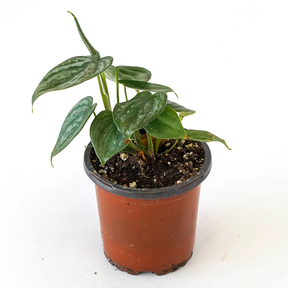 Philodendron Brandtianum