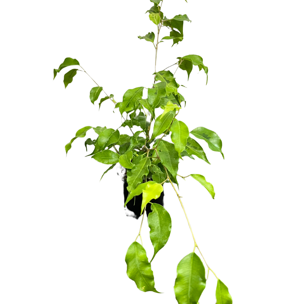 Ficus Benjamina (Weeping figs)