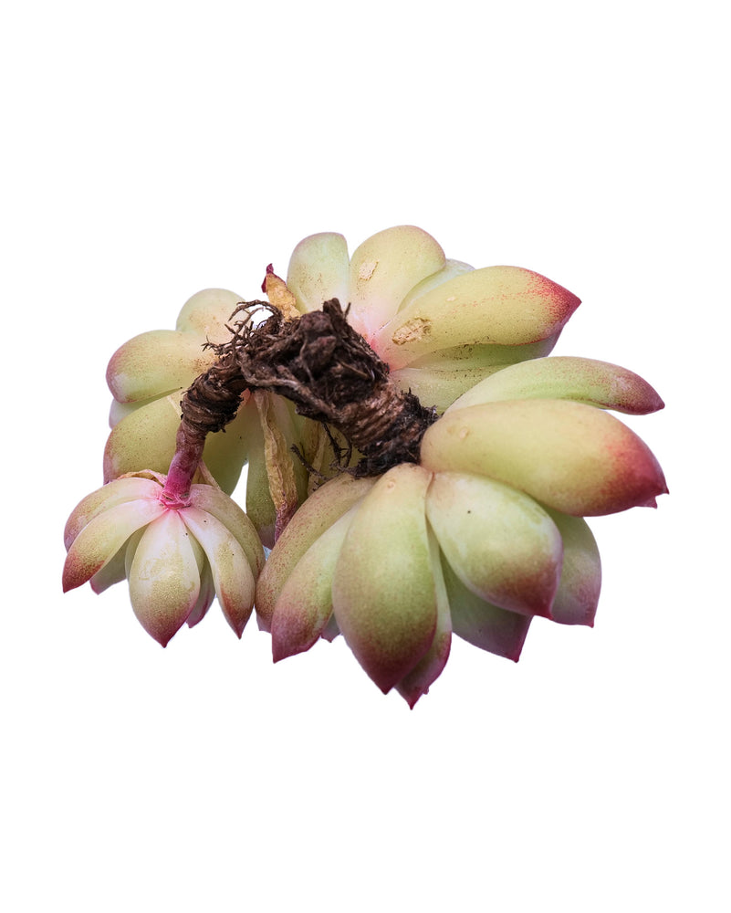 
                
                    Load image into Gallery viewer, Echeveria Brave
                
            
