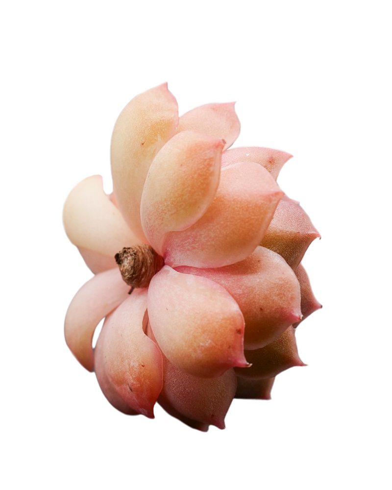 Echeveria Onslow