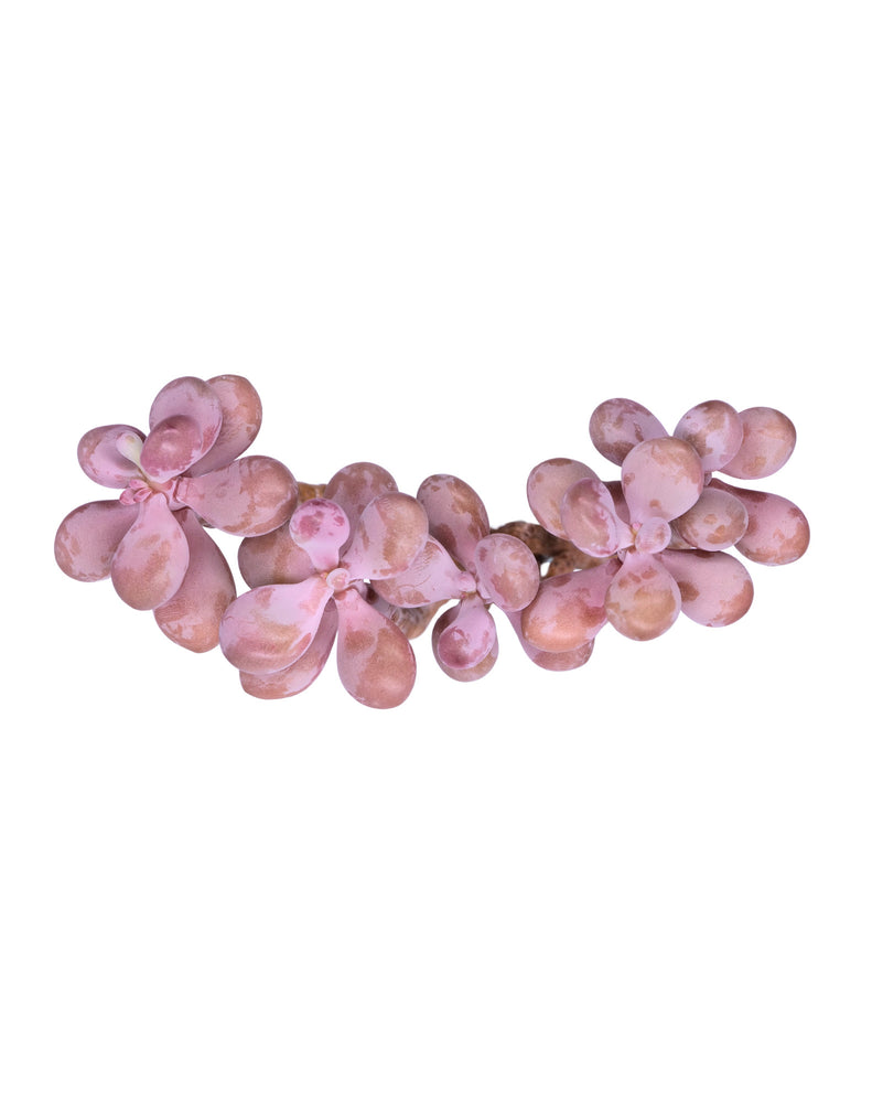 Graptopetalum Amethystium