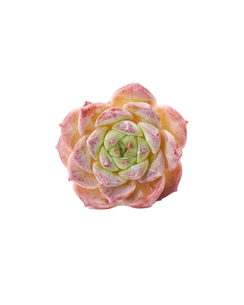 Echeveria Rosalia