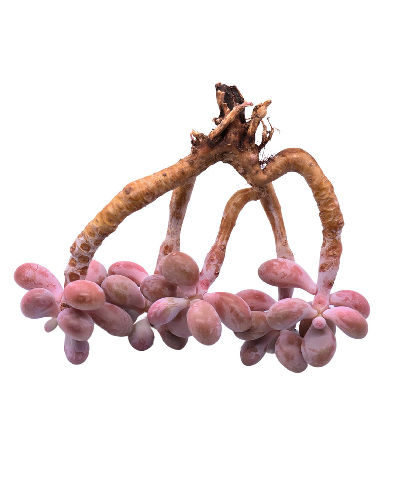 Graptopetalum Amethystium