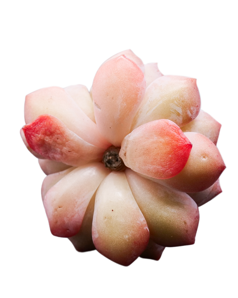 
                
                    Load image into Gallery viewer, Echeveria Amazing Grace
                
            