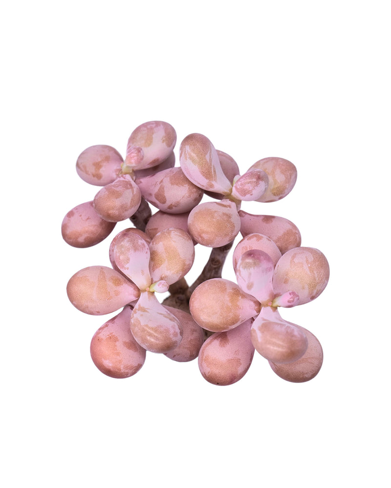 Graptopetalum Amethystium