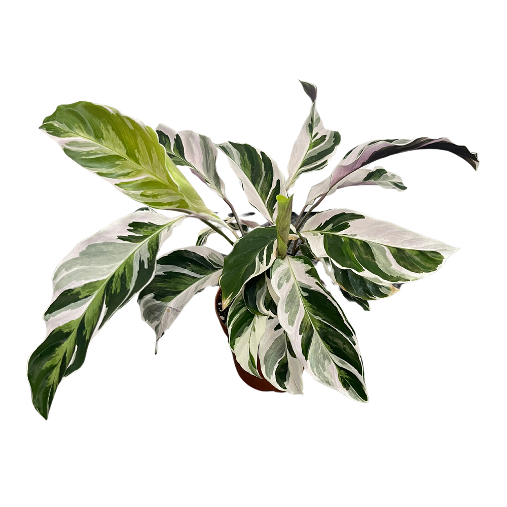 Calathea White Fusion
