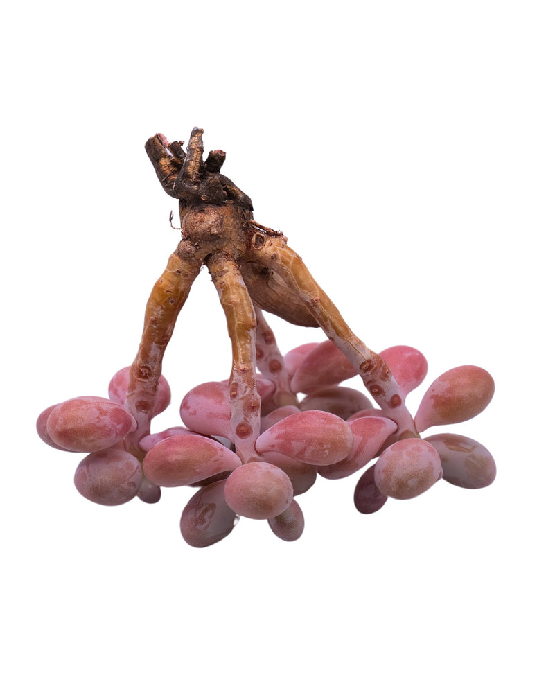 Graptopetalum Amethystium