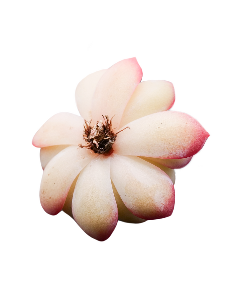 Echeveria Suryeon