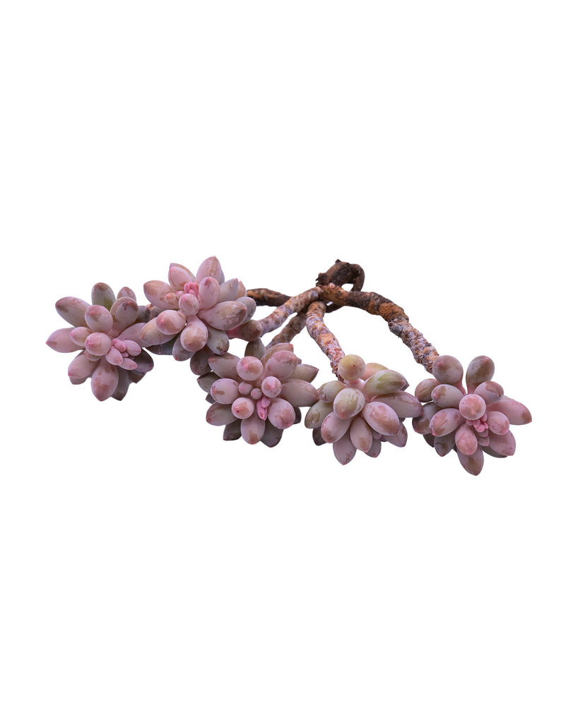 
                
                    Load image into Gallery viewer, Pachyphytum Machucae(Baby finger)
                
            