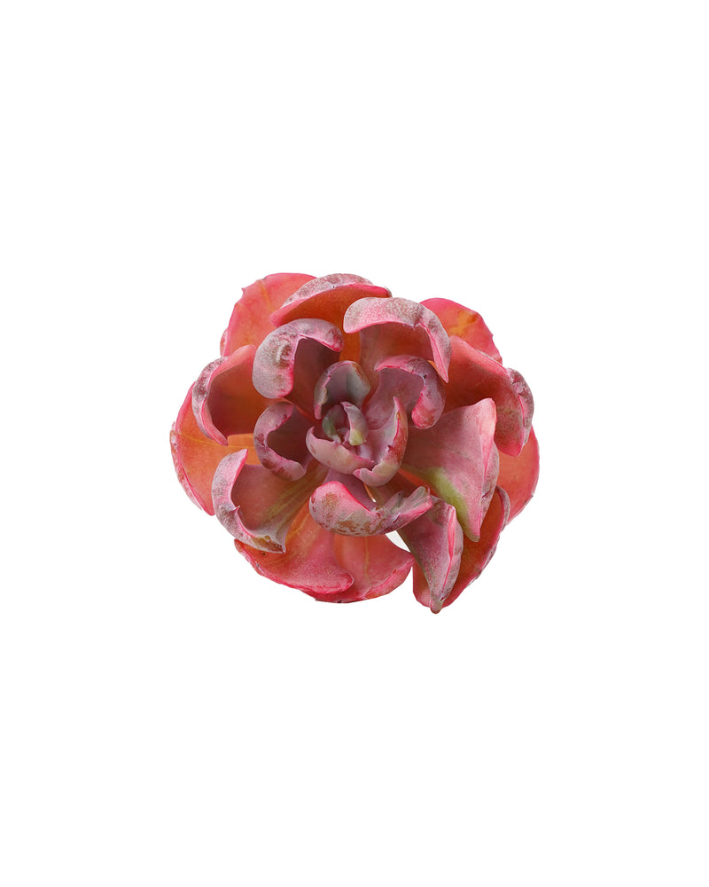 Echeveria Beyonce var.