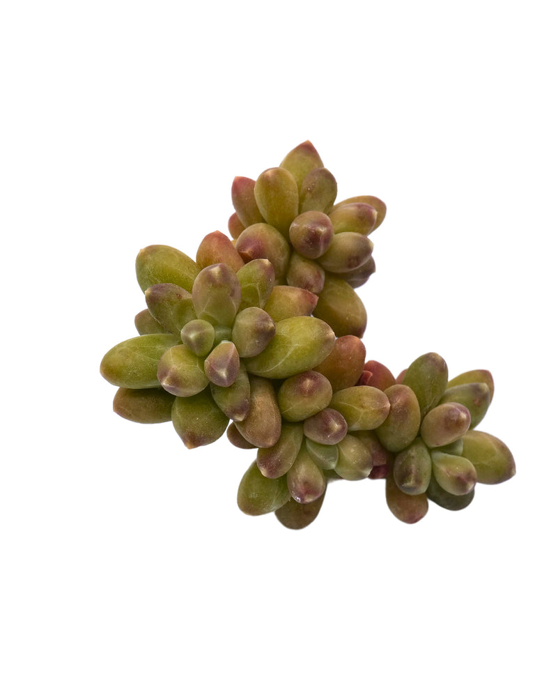 Pachyphytum Compactum