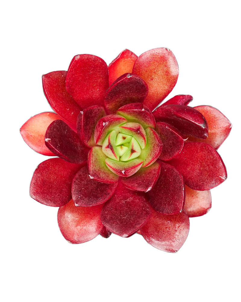 Echeveria Krauss