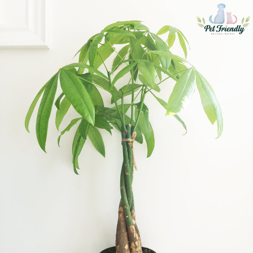 Money Tree