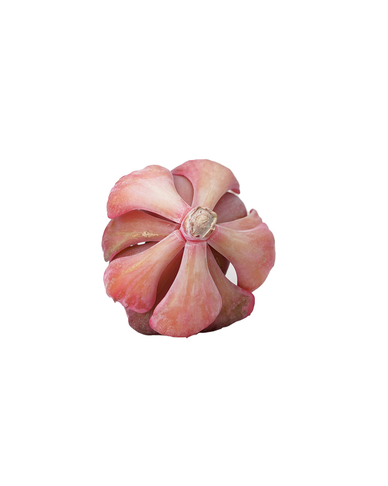 
                
                    Load image into Gallery viewer, Echeveria Beyonce var.
                
            