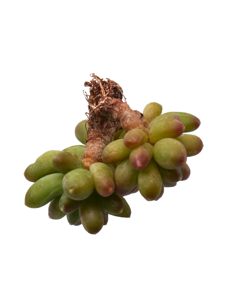 
                
                    Load image into Gallery viewer, Pachyphytum Compactum
                
            