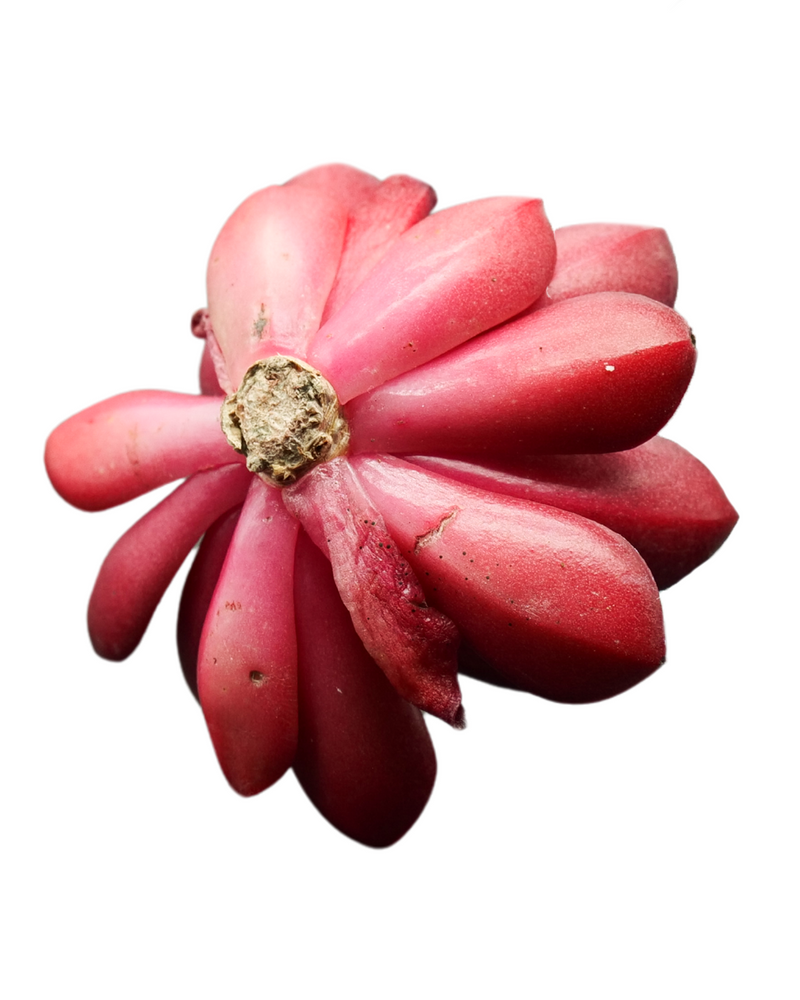 Echeveria Krauss