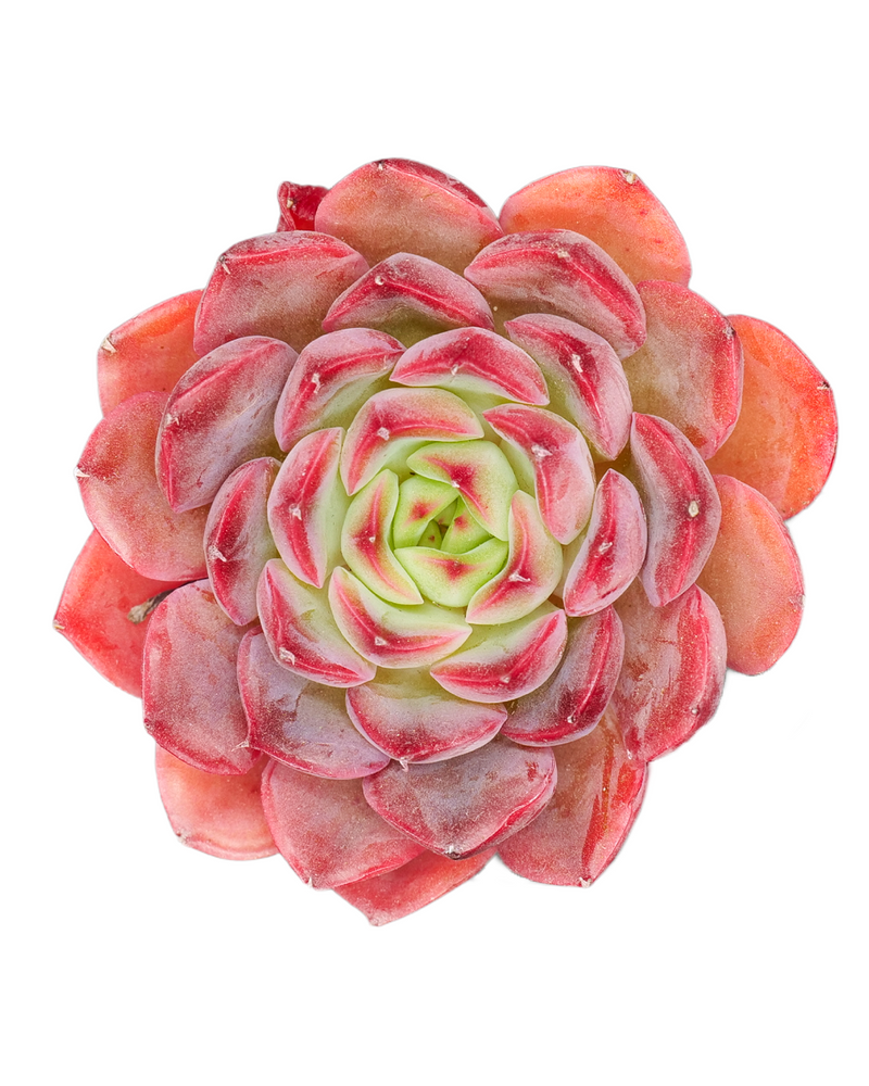 Echeveria Mosan