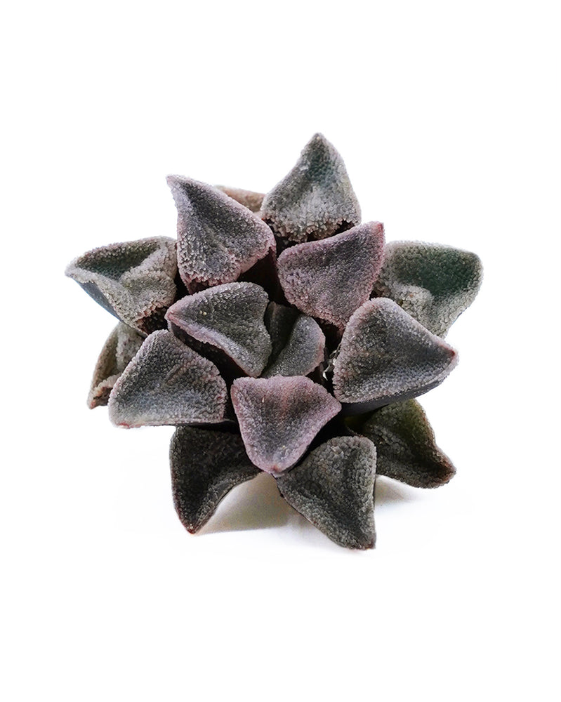 Haworthia Ice Diamond