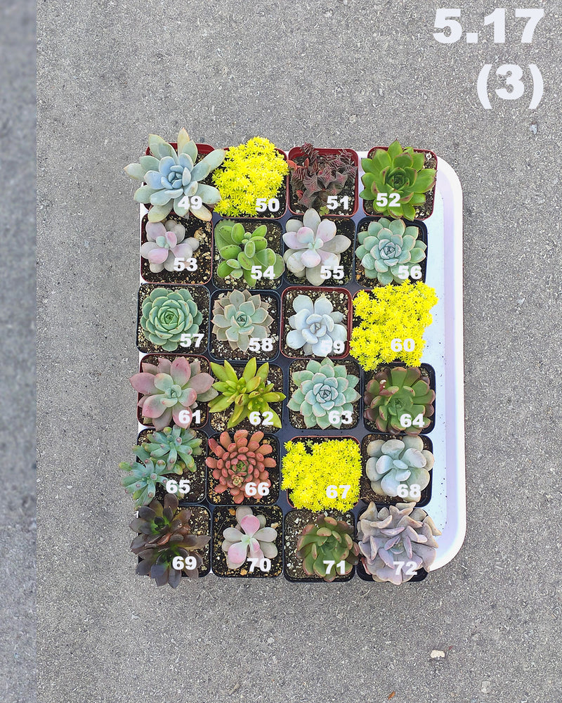 5.17 (1)(2)(3)(4) Local Succulents Premium One-of-Kind