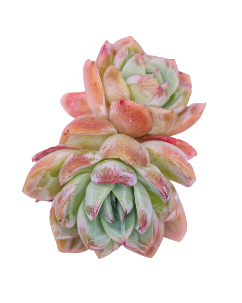 Echeveria Raspberry Ice