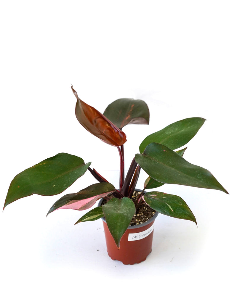 Philodendron Pink Princess