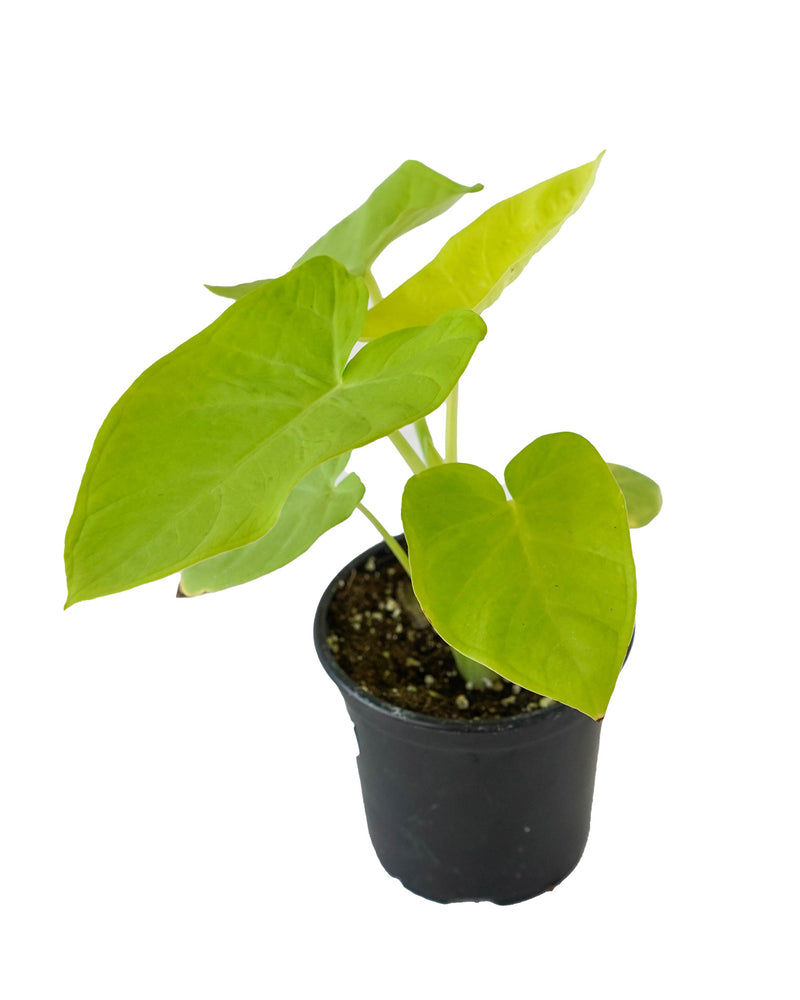 Alocasia Lime Zinger