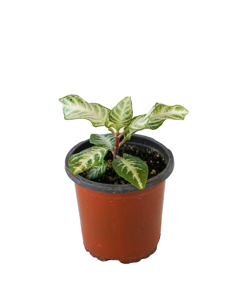 Zebra Plant