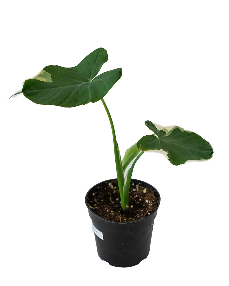 Micky Mouse Alocasia