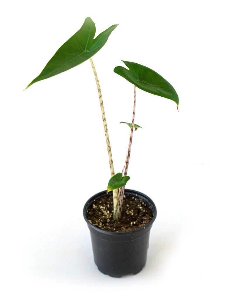 Alocasia Zebrina