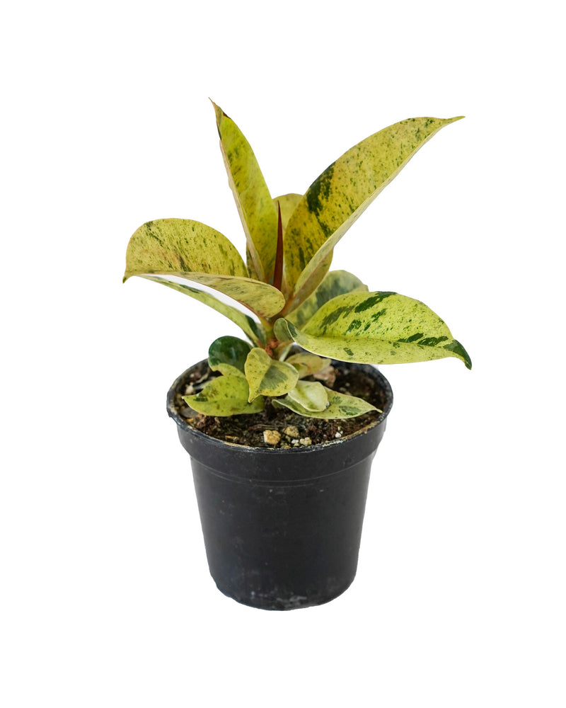 Rubber Plant- Ficus Elastica