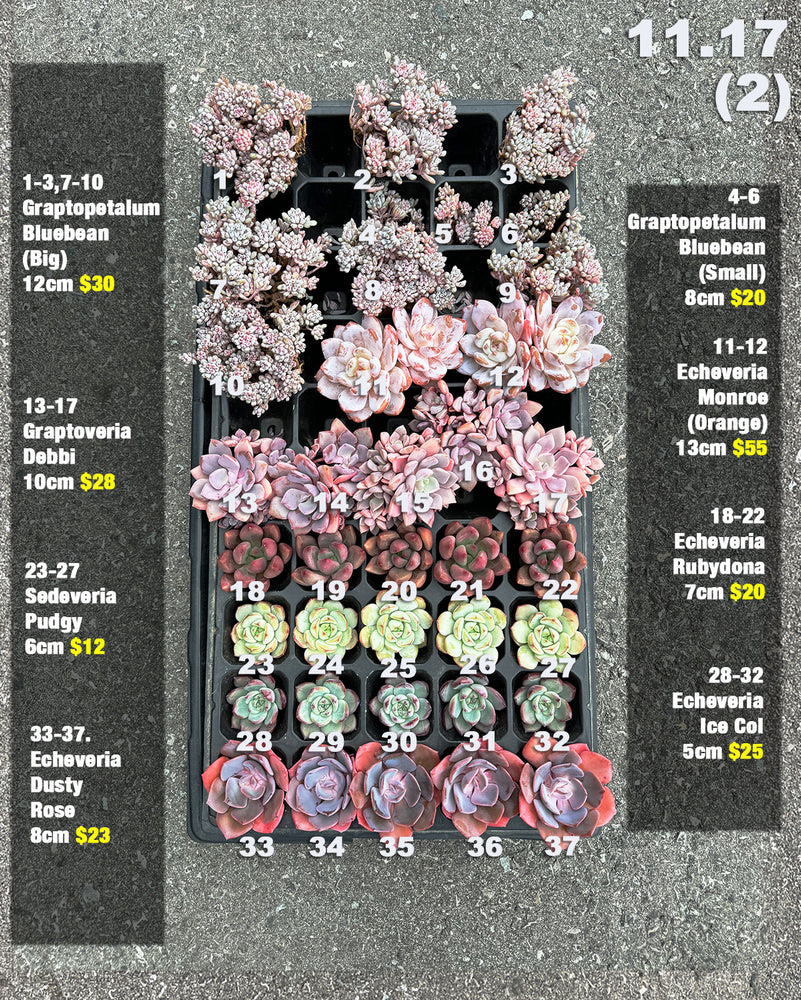 11.17 (2) Korean Rare Succulents One-of-Kind